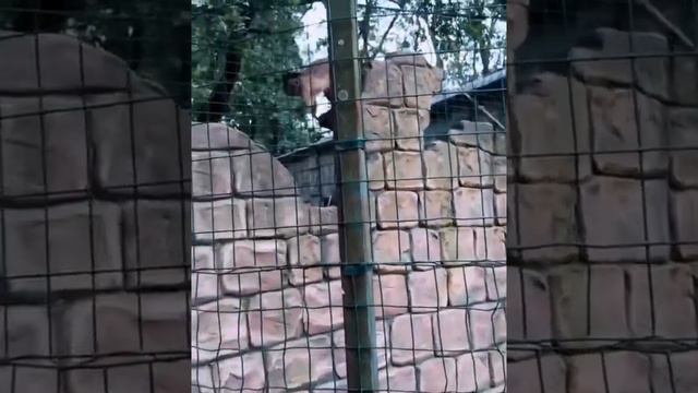 Зоопарк / Сафари парк/ поход в зоопарк / дети в восторге / Краснодар смотреть онлайн