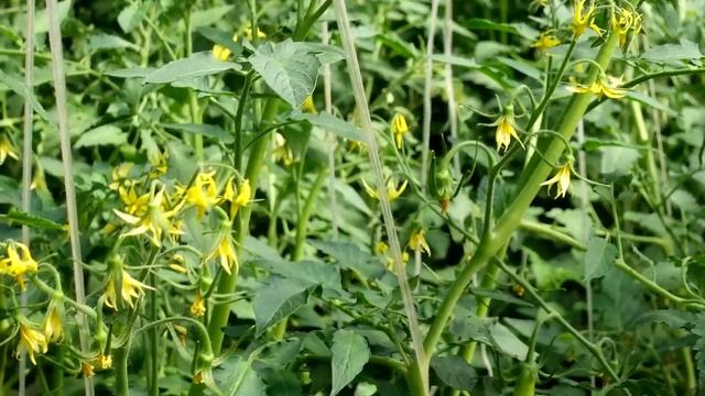 Кладу 1 ложку в лунку при посадке и помидоров всегда море и крупные! смотреть онлайн