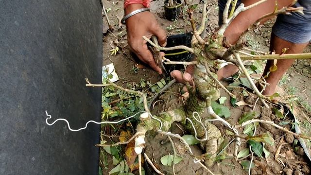 #bonsai wiring process(barringtonia acutangula)#janabonsai #bonsai #ficus смотреть онлайн