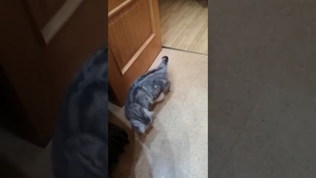 Весёлая кошка. Игры кошки. Интересная проволочка. смотреть онлайн