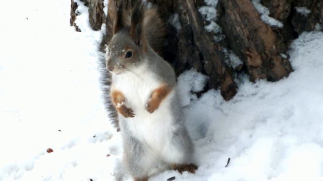 Белка прыгает по снегу\Squirrel jumps in the snow смотреть онлайн