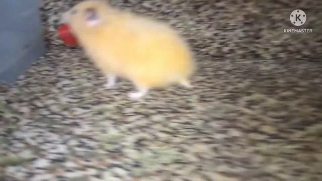 Хомяк Фанни не знает где спрятать клубнику/Fanny the hamster doesn't know where to hide strawberrie смотреть онлайн