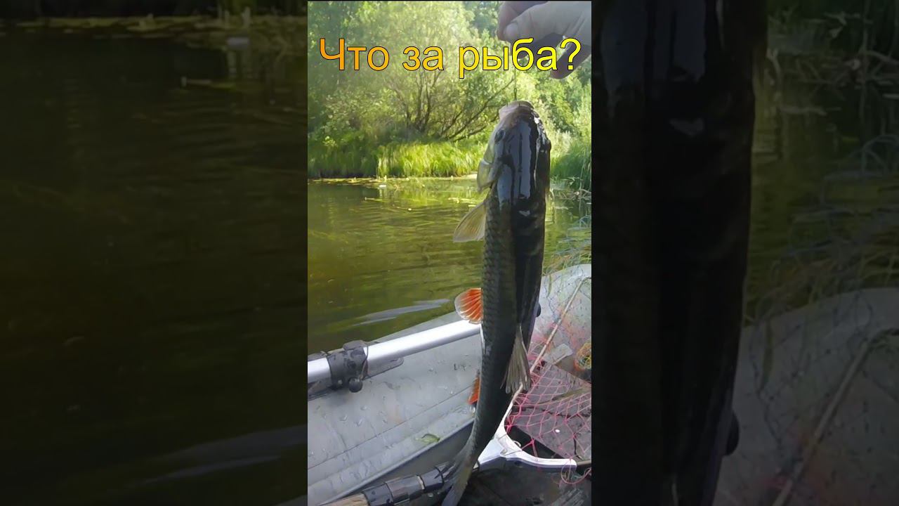что за рыба такая попалась? #shorts смотреть онлайн