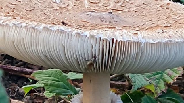 Grzybobranie. Czubajka kania (Macrolepiota procera) ?? ♫♫⭐? Październik смотреть онлайн