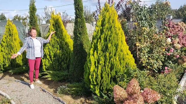 Самая красивая туя Пирамидалис Ауреа | Найкрасивіша туя Пірамідаліс Аура смотреть онлайн