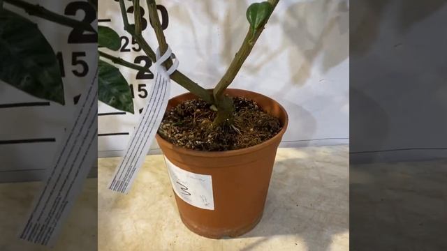 Обзор помело, грейпфрутов смотреть онлайн