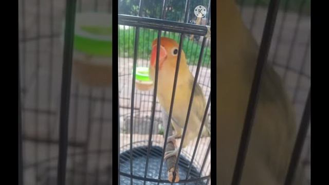 MASTERAN LOVEBIRD KONSLET DABELAN смотреть онлайн
