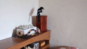 Домашняя сорока (magpie) ВИНЧ. Часть 4. Хроники дерзкой сороки)