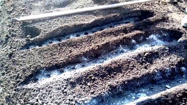 Тонкости посадки лука-севка. смотреть онлайн