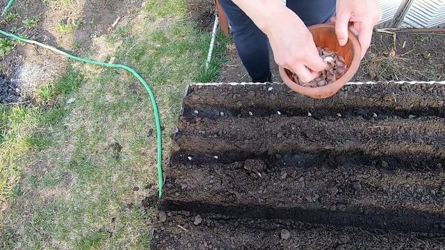 Посадка моркови и чай из самовара. смотреть онлайн