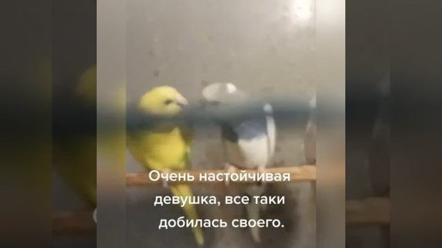 Отбила таки у скромняжки смотреть онлайн
