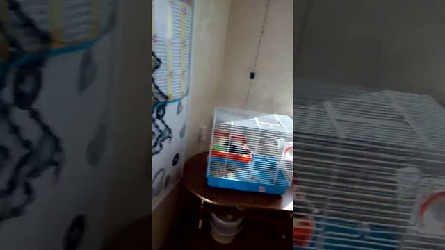 Лев маркиз🦁 (тип документа и всё такое) смотреть онлайн