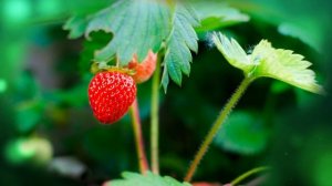 Футаж. Лето 1