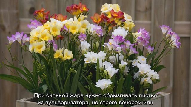 Фрезия выращивание и уход в домашних условиях и в саду смотреть онлайн