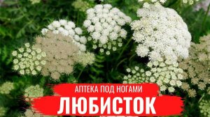 ЛЮБИСТОК / Лечебные св-ва / Правила сбора и нюансы заготовки / Аптека под ногами