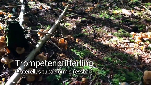 Pilze am 01.01.2018 | Winterpilze im Januar 2018 | Pilze sammeln im Januar смотреть онлайн