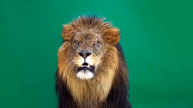 lion Green screen смотреть онлайн