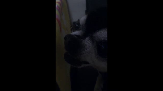 Чихуахуа Смотри как надо! смотреть онлайн