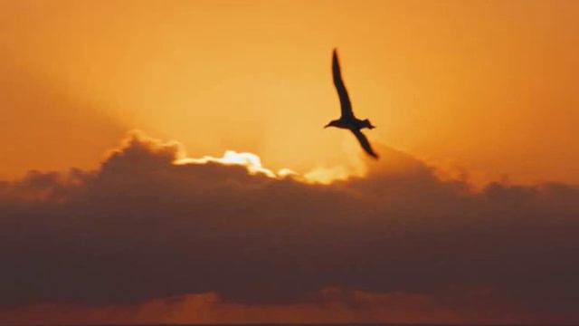 Listen violin from Farid Farjad - Enstrumental relaxing music with violin смотреть онлайн