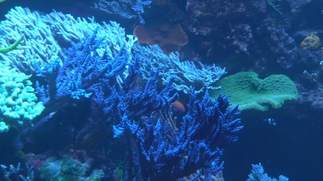 REEF RELAX - Hyper Saltwater Aquarium (240.000 Liter) - Naturkundemuseum Karlsruhe