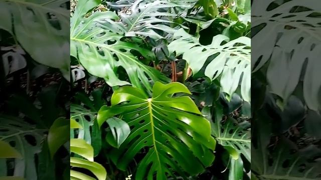 Монстера цветёт, Калининград, ботанический сад смотреть онлайн
