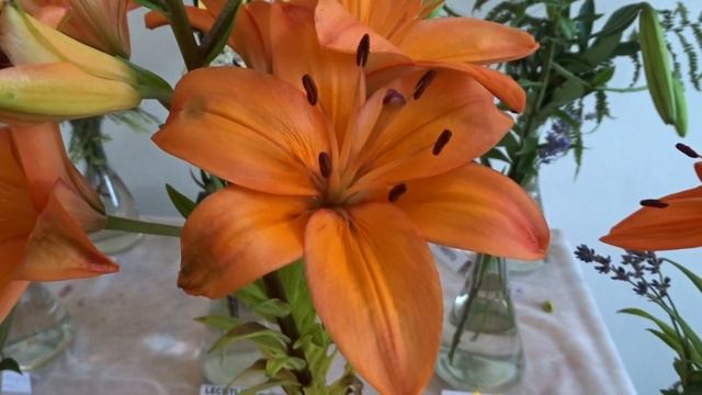 Lilium Var. Fiamma