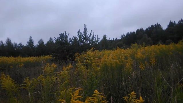 Золотарник поздний медонос. Ловушка для пчел не сработала. 13.08.2020. смотреть онлайн