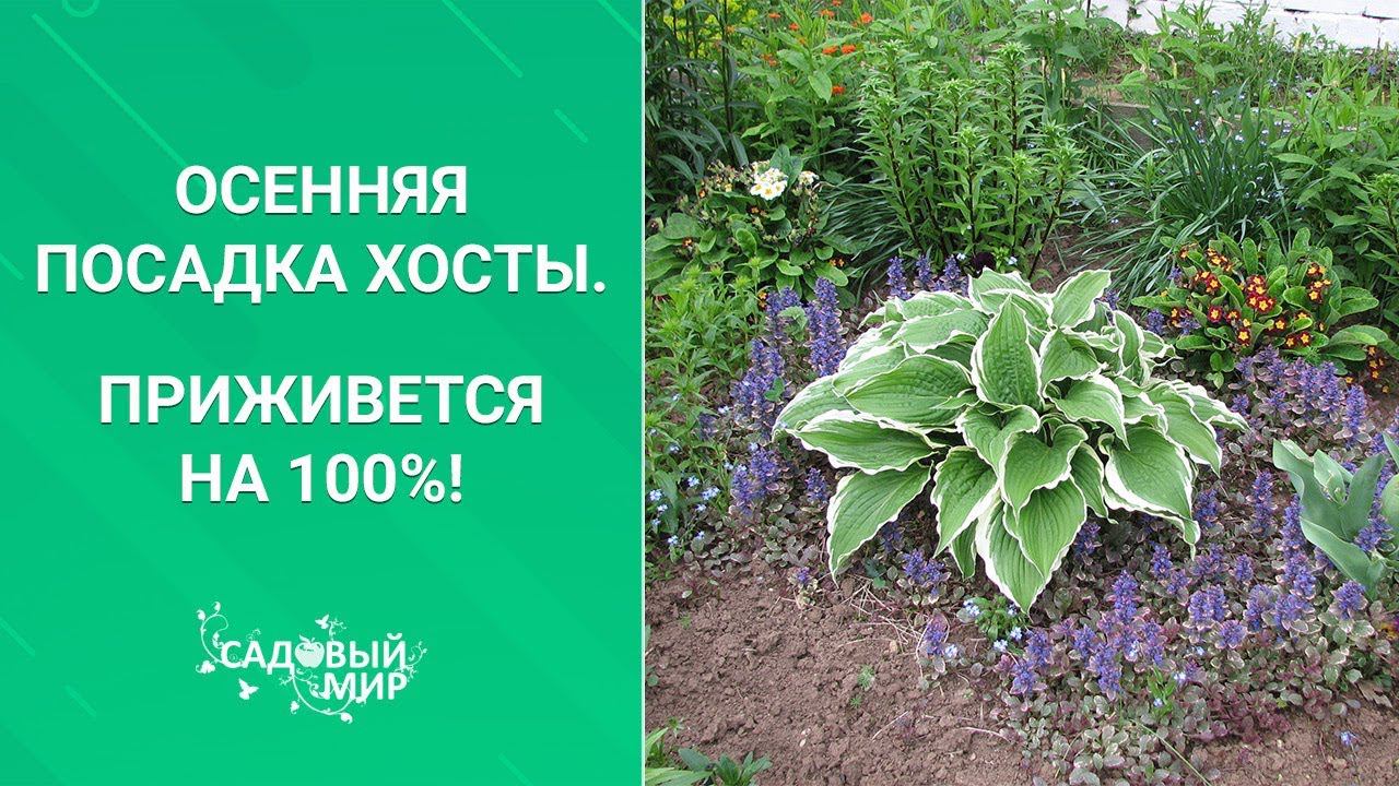 Осенняя посадка хосты. Приживется на 100%! смотреть онлайн