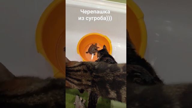 Такса нашла черепаху в сугробе в -10 смотреть онлайн