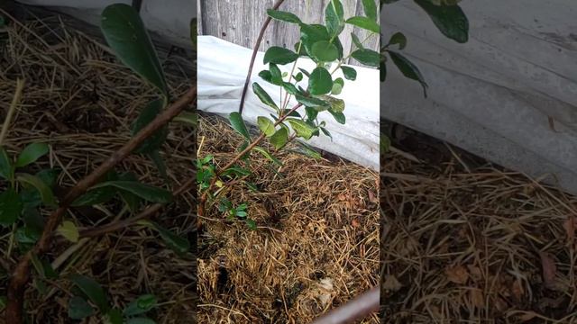 Экзоты в средней полосе. Фейхоа. Инжир. смотреть онлайн