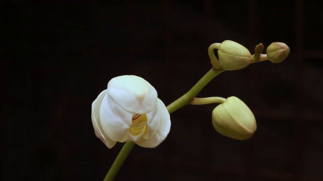 Amazing Orchid Blooming Time Lapse! смотреть онлайн