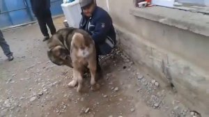 Большая Кавказская Овчарка.Спаривание Кавказских Овчарок.