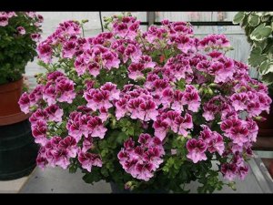 Формирование и укоренения Королевской пеларгонии серии ангел .