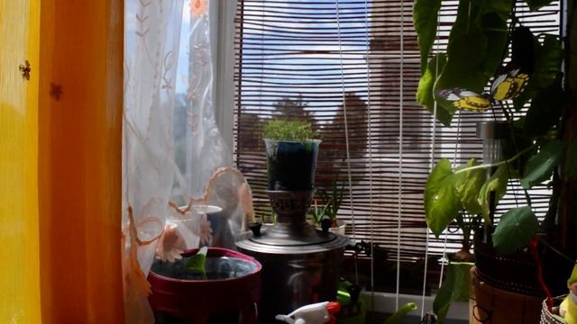 Огород на моем балконе в июне 2018г. Ну очень маленький балкон и 13 видов съедобных растений.)) смотреть онлайн