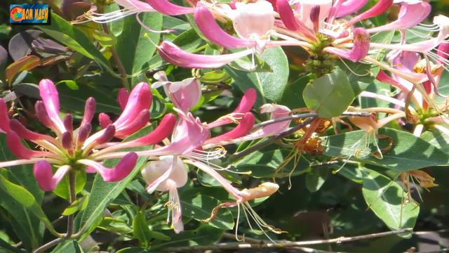 Растения для вертикального озеленения сада [ Живая изгородь ] смотреть онлайн