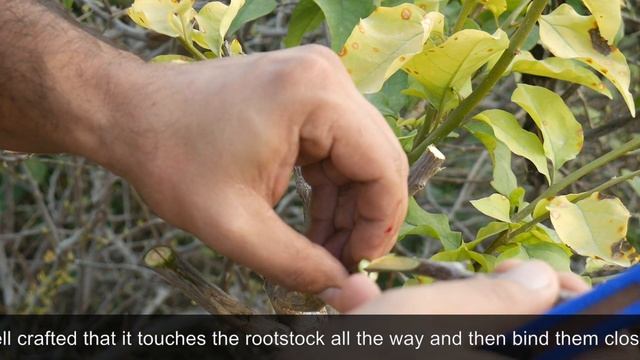 Bougainvillea Glabra 4-in-1 (Yellow-White-Pink-Variegated-White) Grafted Multi Colour Paper Flower смотреть онлайн