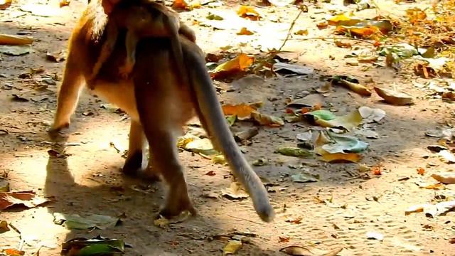 Very Skinny Alba Eat Orange ,Alba Know About Her Life Hard But She Never Scare To Try | Alba So Tin смотреть онлайн