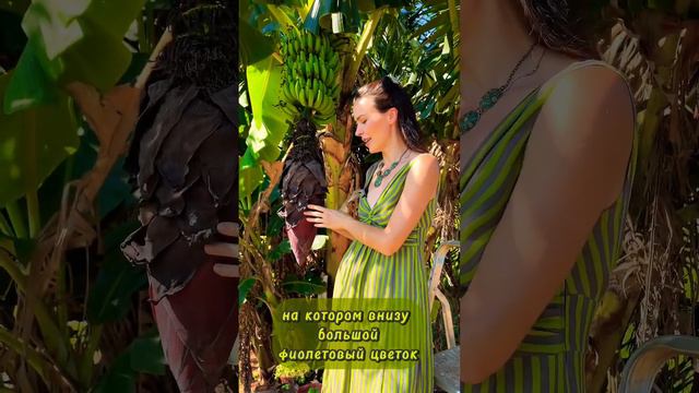 Как растут #бананы в #Парагвае смотреть онлайн