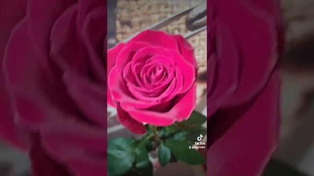 Красота , роза , Мадонна смотреть онлайн