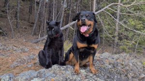 Пантера и ротвейлер нашли горную реку ? ?/ Леопард Луна не хочет расставаться с зимней шубой