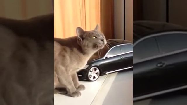 Кошка общается с птицами смотреть онлайн