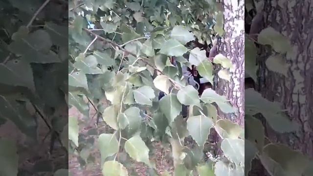 праздник Ураза Байрам сьездили посмотрели/деткам раздали гостинцы/попробовали плов смотреть онлайн