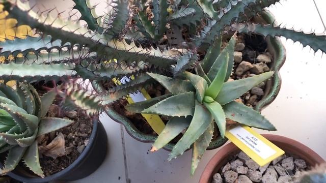 Rare Blue cactus, Blue Euphorbia and Blue succulent collection 2021 - Exotic cactus plants [ Hindi смотреть онлайн