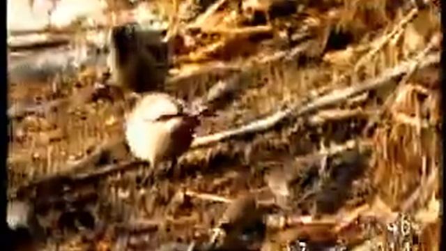 ЧИЖИ, ОБЫКНОВЕННЫЕ ЧЕЧЁТКИ, ЗЯБЛИК смотреть онлайн