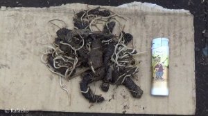 Паразиты у лаек.