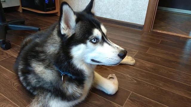 Хаски. Отдых.mp4 смотреть онлайн