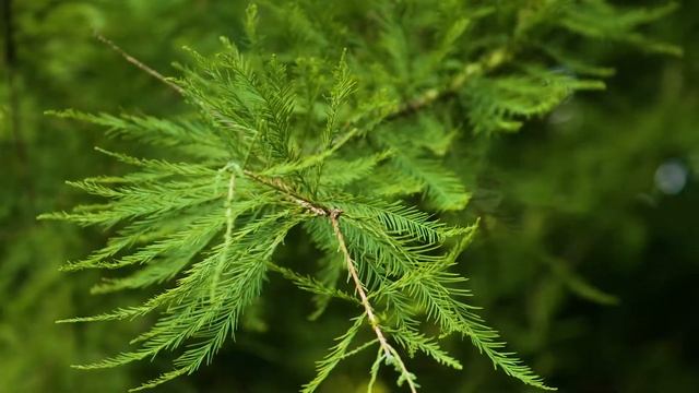 Taxodium distichum - Bald Cypress смотреть онлайн