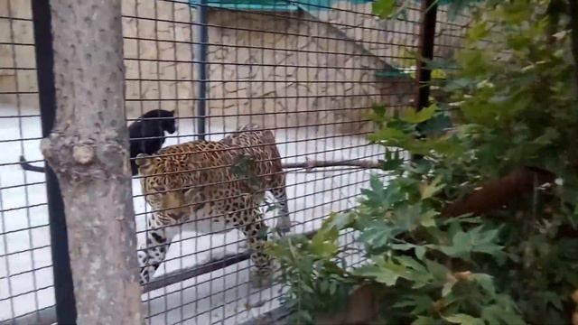 2. Сафари-парк Тайган в Крыму смотреть онлайн