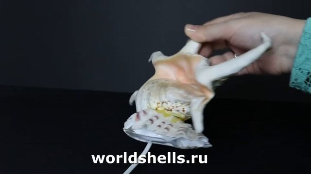 Ночник из Ламбиса Трунката смотреть онлайн