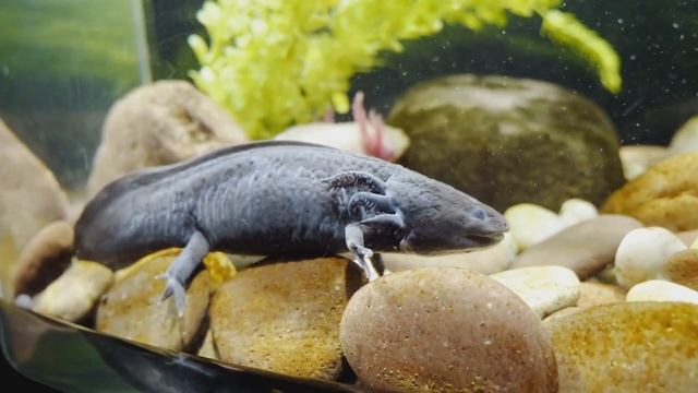 Аксолотль - содержание в домашних условиях (мой опыт) смотреть онлайн